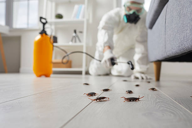 Post-Treatment Bed Bug Interceptor Monitoring in Ocean Pines